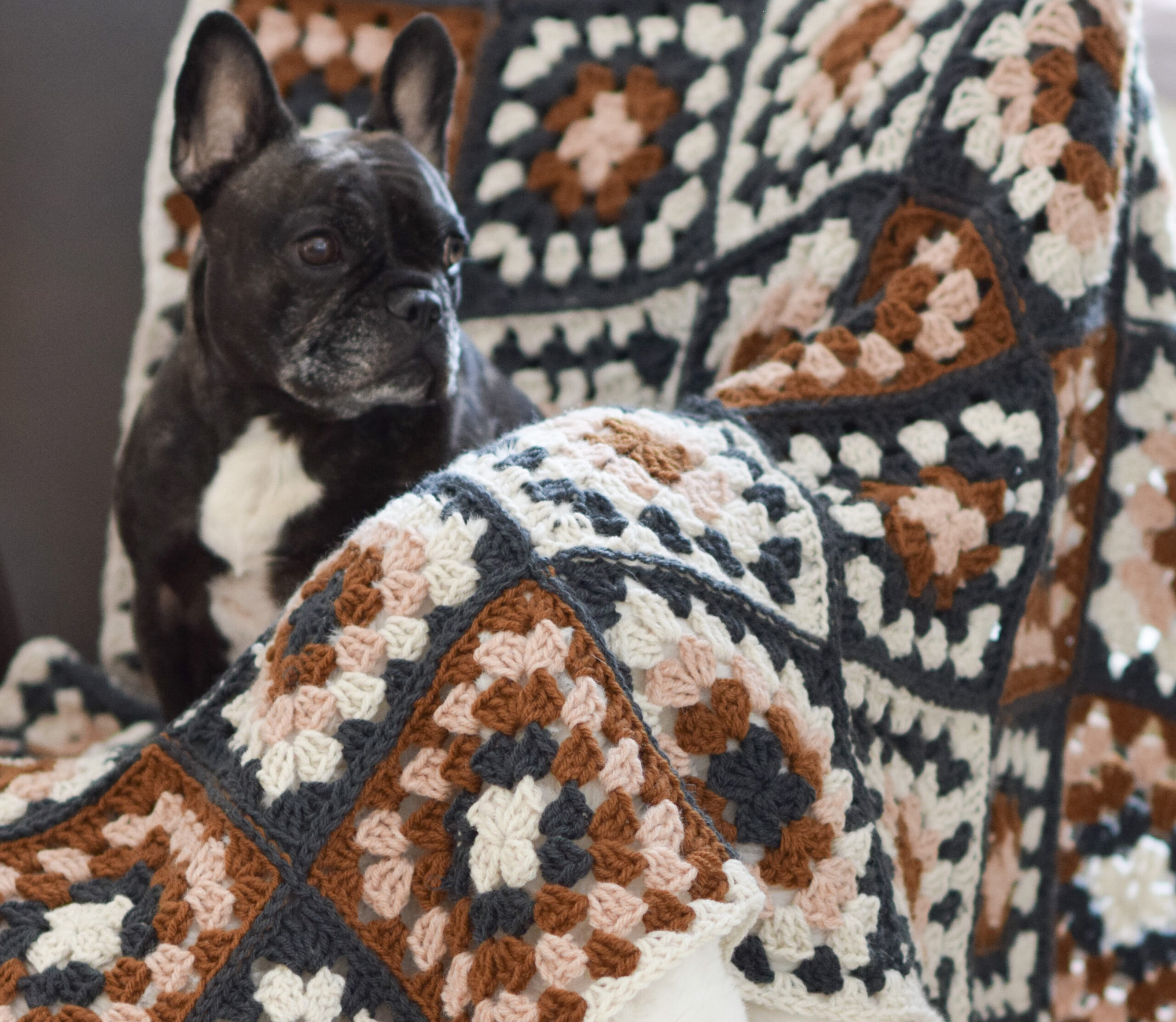 Dog Coat Crochet Pattern Granny Squares Pattern Dog Jacket 